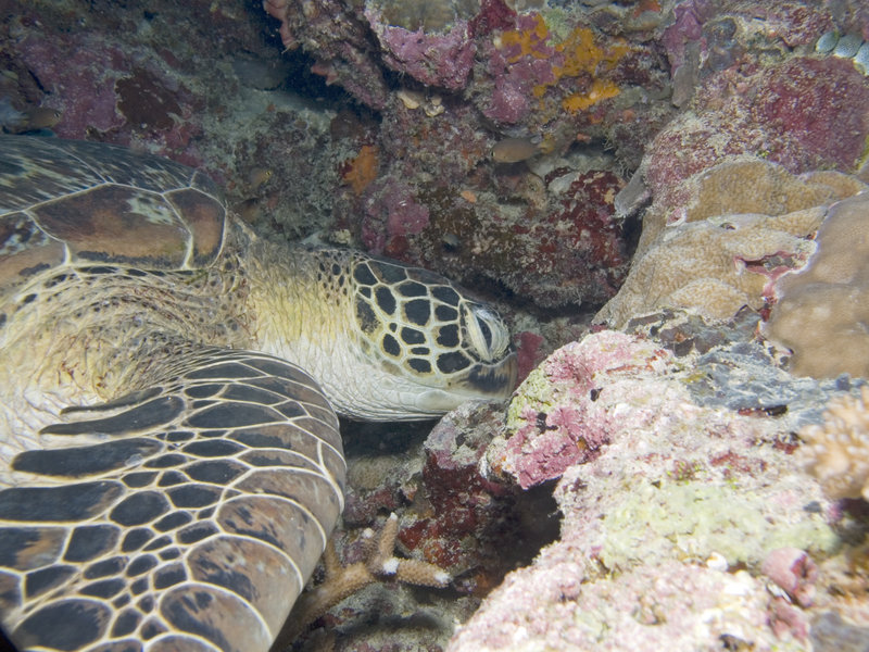 Turtle, South Point